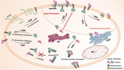 Protein Palmitoylation in Leukocyte Signaling and Function